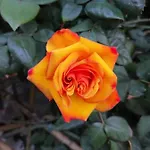 Rose Apartmán *