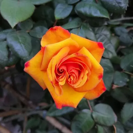 Rose Apartman *